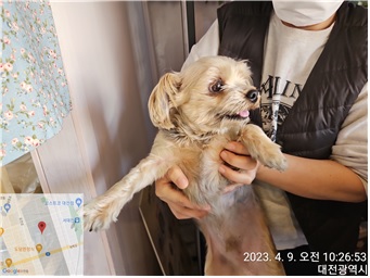 대전동물보호센터_430365202300115